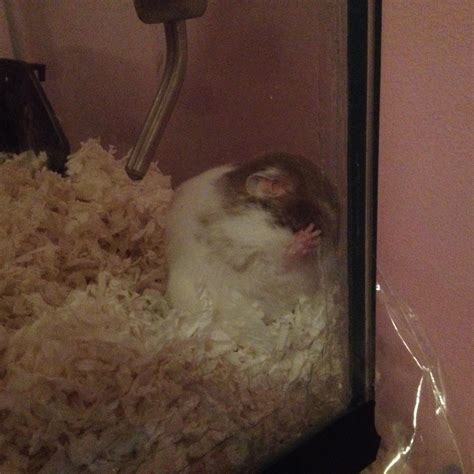 Got My Hamster Today Meet Grace Sleeping Weirdly Xd
