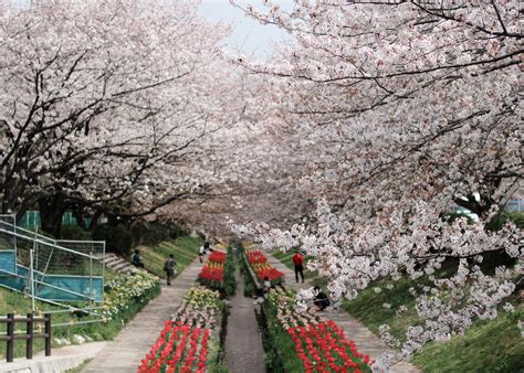 cherry blossoms  yokohama city   blog