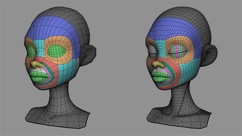 pin på head anatomy topology