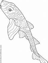 Bullhead Pesce Pesci Kleurplaat Disegno Vissen Animali Fische Imprimé Verschiedene Poisson sketch template