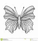 Zentangle Butterfly Vector Stylized Indian Animal Tribal Coloring Drawn Dreamstime Hand Illustration Stock Doodle sketch template