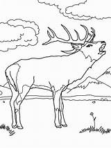 Elk Getdrawings Sniper sketch template