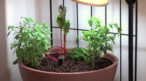 small aquaponic indoor  patio mini garden youtube
