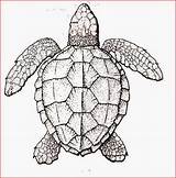 Coloring Pages Printable Turtles Turtle Sea Baby Realistic Filminspector Google sketch template