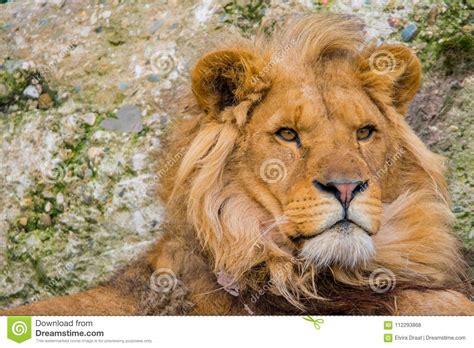 portret van het westen afrikaanse leeuw stock foto