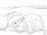 Tundra Biome Hare Schneehase Hares Supercoloring Habitats Popular sketch template