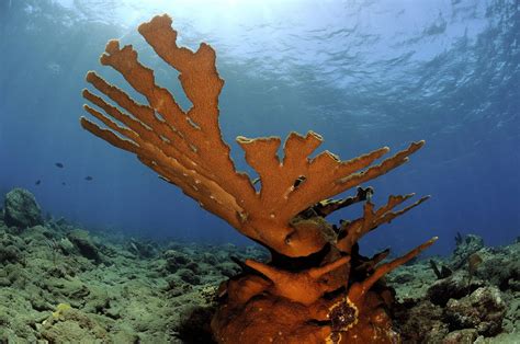 technique  enrich genetic diversity  elkhorn corals dcna