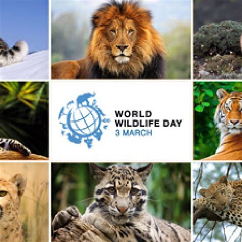 protecting  wildlife campaign  launch  world wildlife day apta