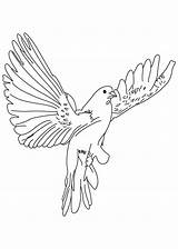 Dove Taube Flying Colombe Ausmalbilder Malvorlagen Doves Pigeon Outline Colouring Coloriages sketch template