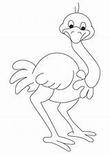 Ostrich Coloring Pages Asian Kids Preschool Printable Color Colouring Drawing Animals Bestcoloringpages Letter Worksheets Cartoon Animal Draw Line Ostriches Crafts sketch template