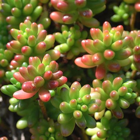jelly bean plant facts learn  growing jelly bean sedums