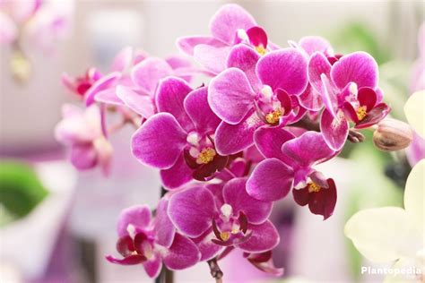 phalaenopsis orchid care outdoors