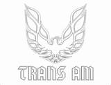 Trans Am Phoenix Decal Any Graphix Packages Offer Complete Need Body They Car Year Has sketch template