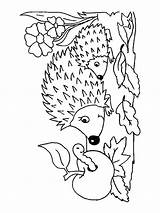 Hedgehog Coloring Pages Printable Getdrawings sketch template