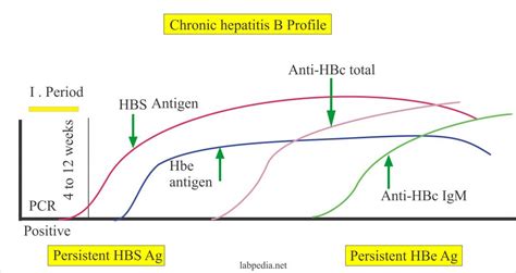 hepatitis  virus part  hepatitis  antigen hbe ag hbv