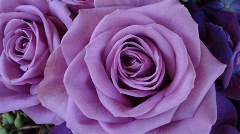 pics  purple roses goo  play