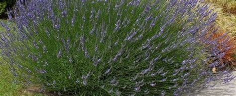 lavandula hybrid lavender hedge lavender lavandula  intermedia grosso