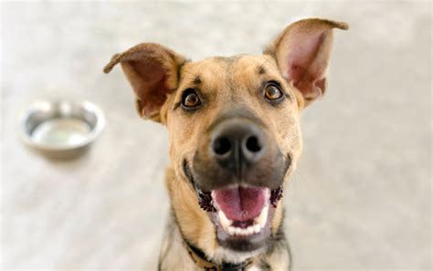 reasons  adopt rescue puppies read  soos pets