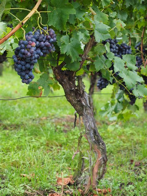 images tree branch grape fruit flower food produce crop blue climber