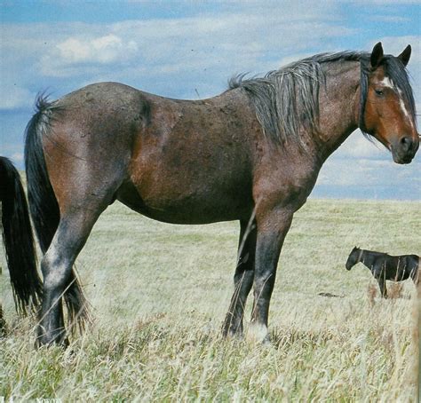 nokota beautiful horses indian horses horse coat colors
