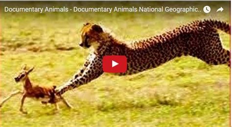 documentary animals documentary animals national geographic wild