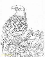 Eagle Coloring Bald Pages Printable Realistic Kids Color Falcon Adult Template Bird Sea Outline Drawing Adults Eagles Print Supercoloring Baby sketch template