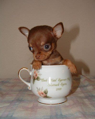 images  teacup pets  pinterest minis  bowl  baby