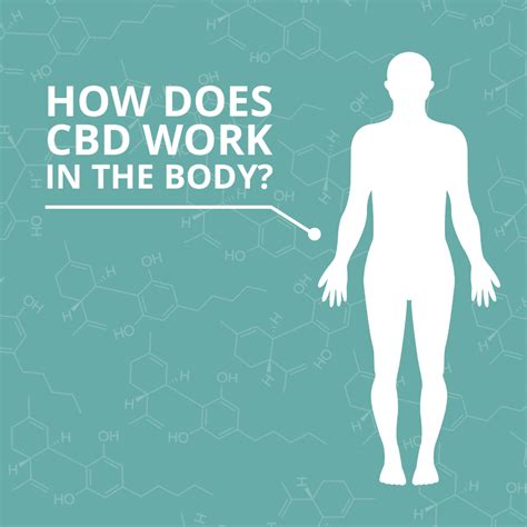 How Does Cbd Work In Your Body A Complete Explanation