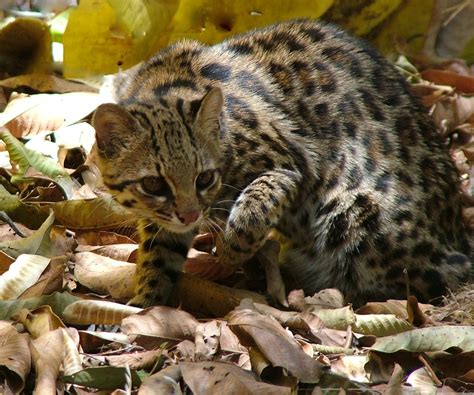 the little spotted cat leopardus guttulus doesn t have a common name