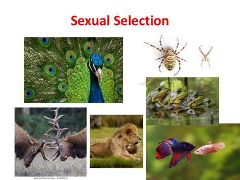 Intersexual Selection Mate Choice Sexual
