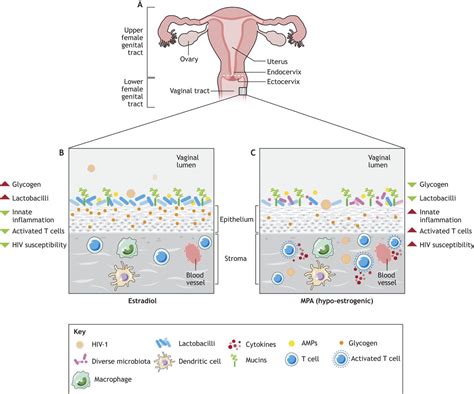 the relationship between sex hormones the vaginal microbiome and immunity in hiv 1