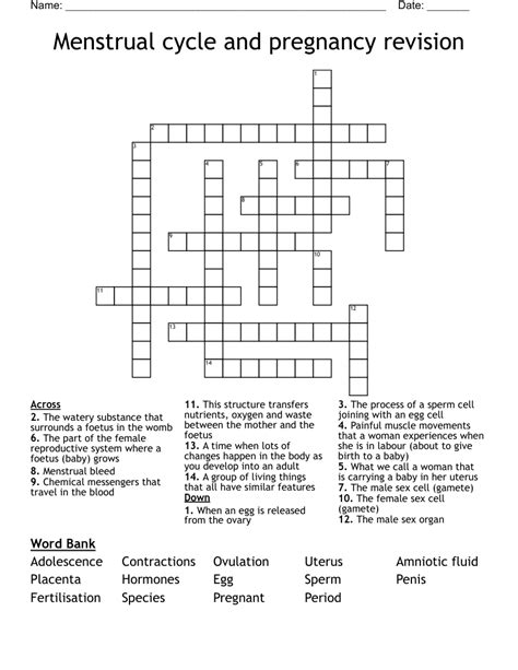 Menstrual Cycle And Pregnancy Revision Crossword Wordmint