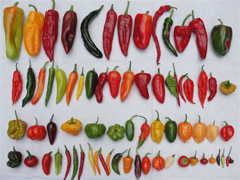 chili peppers in history and in your garden digging in the driftless