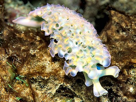 filelettuce sea slug   jpg wikimedia commons