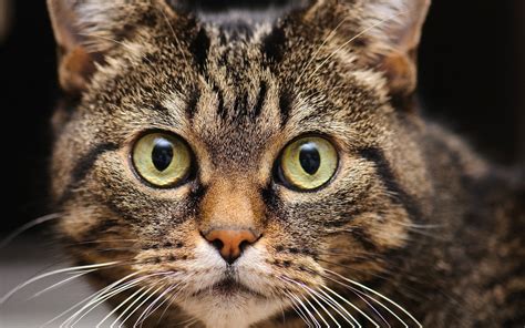 masaüstü yüz gözler vahşi hayat burun bıyık yaban kedisi göz fauna korku omurgalı