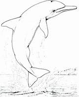 Dolphin Coloring Pages Adults Printable Getdrawings Getcolorings sketch template