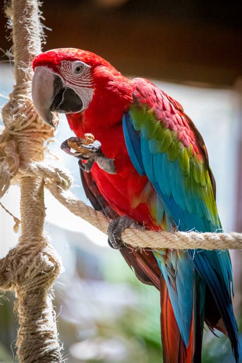 scarlet macaw  stock photo public domain pictures