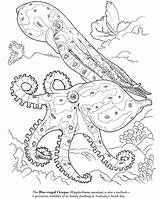 Coloring Pages Octopus Squid Animal Sea Color Ocean Life Giant Kids Realistic Blue Printable Ringed Colouring Coral Dover Drawing Print sketch template