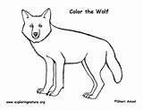Wolf Coloring Timber Pdf Gray Printing Downloading Exploringnature sketch template