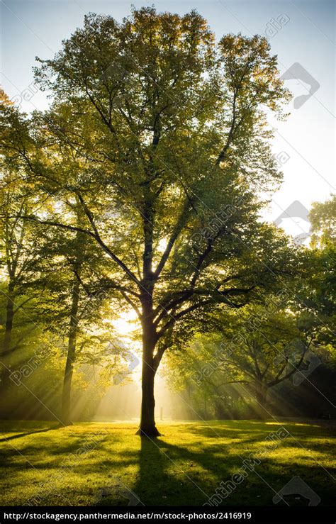 baum im gegenlicht lizenzfreies bild  bildagentur