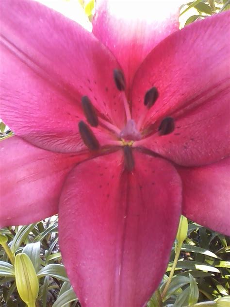 Pin By Jackie Cee On Maria Shower Plants Garden Lily