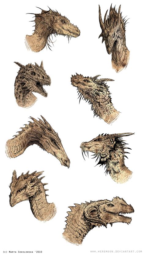 dragon heads  weremoon  deviantart dragon heads dragon sketch