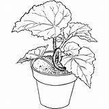 Begonia Pflanze Seres Vivos Malvorlagen Grossen Blaettern Vaso Ciencias Padres Ausmalbild Malvorlage sketch template