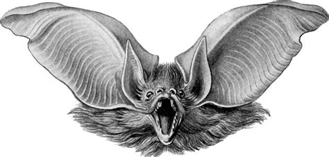 plecotus auritus bat drawing bat face drawing bat art