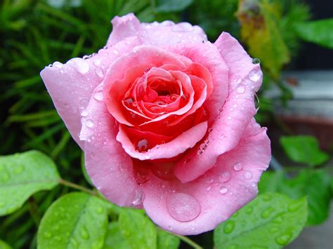 beautiful garden single wet pink rose colors of my mother pinterest pink roses beautiful