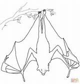 Fox Flying Upside Hanging Down Coloring Pages Bat Drawing Outline Printable Sheet Getdrawings Worksheet Paper sketch template