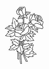 Blumenstrauss Rosen Ausmalbild Blumenstrauß sketch template