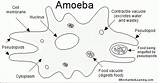 Amoeba Diagram Paramecium Functions Protist Ameba Labelled Parts Structure Enchantedlearning Science Diagrams Neat Cells Cell Label Their Draw Protists Amoebas sketch template