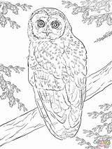 Owl Coloring Pages Spotted Northern Printable Dot Drawing sketch template
