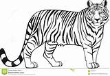 Tigre Colorir Desenhos Tigres Myify Um Archivo Animales Desenhar Visitar Vectoring Coloringcity sketch template